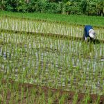 Criza din Iran lovește Asia: Producția de orez, în pericol din cauza prețurilor la combustibil