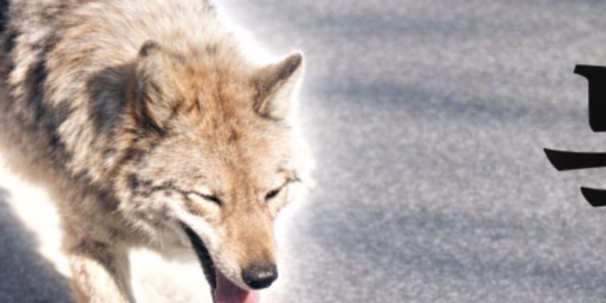 Lupul fugar din Coreea de Sud, star al unui meme coin. Reacția președintelui