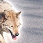 Lupul fugar din Coreea de Sud, star al unui meme coin. Reacția președintelui