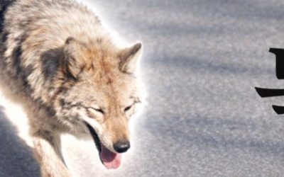 Lupul fugar din Coreea de Sud, star al unui meme coin. Reacția președintelui