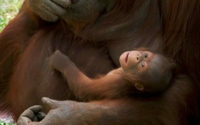 Pui de specie rară, născut la Zoo Madrid: Publicul alege numele!