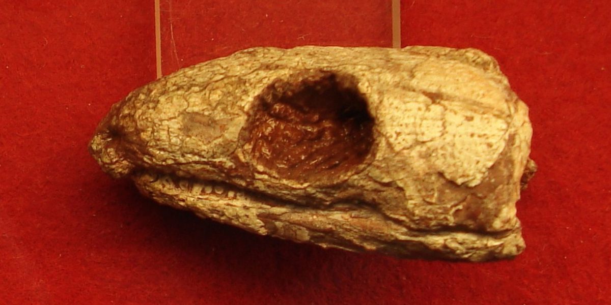 Reptila mumificată de acum 289 milioane de ani dezvăluie secretul respirației