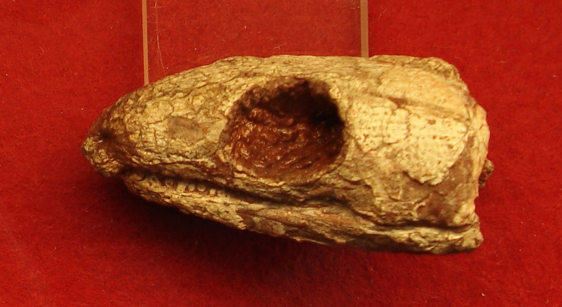 Reptila mumificată de acum 289 milioane de ani dezvăluie secretul respirației