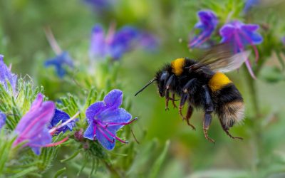 Reginele albinelor sfidează iarna: respiră sub apă pentru a supraviețui