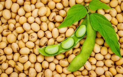 Revenire spectaculoasă: Fermierii din România se orientează spre soia