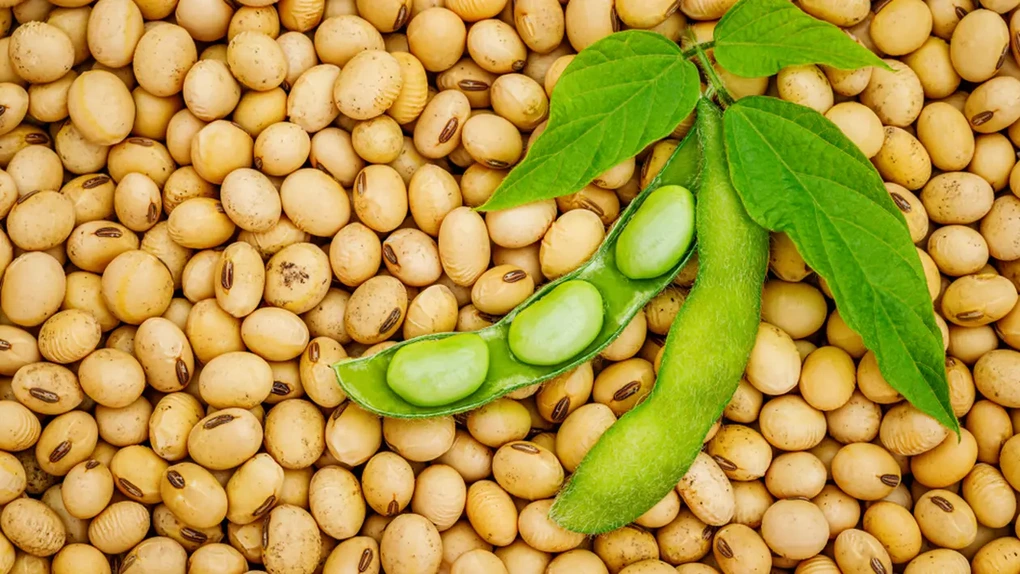 Revenire spectaculoasă: Fermierii din România se orientează spre soia