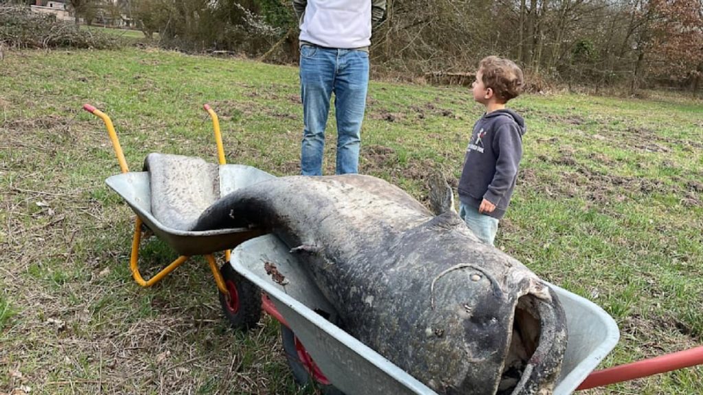 Somn Uriaș de 2,6 metri în Germania: „Monstrul” din baltă, prins