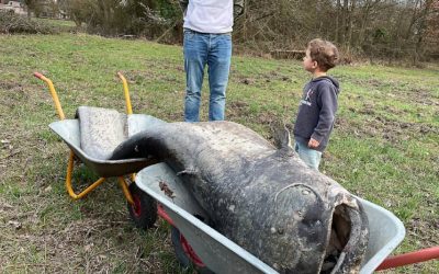 Somn Uriaș de 2,6 metri în Germania: „Monstrul” din baltă, prins