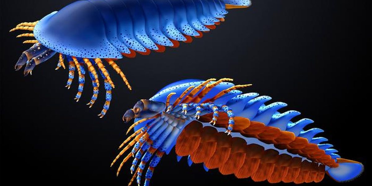 specie-de-paianjen-preistoric_Masato-Hattori_Harvard-University_eurekalert_Descopera.jpg - StiriAlese