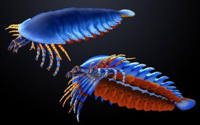 specie-de-paianjen-preistoric_Masato-Hattori_Harvard-University_eurekalert_Descopera.jpg - StiriAlese