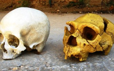 Cum ne influențează NEANDERTHALIENII viața, chiar și acum