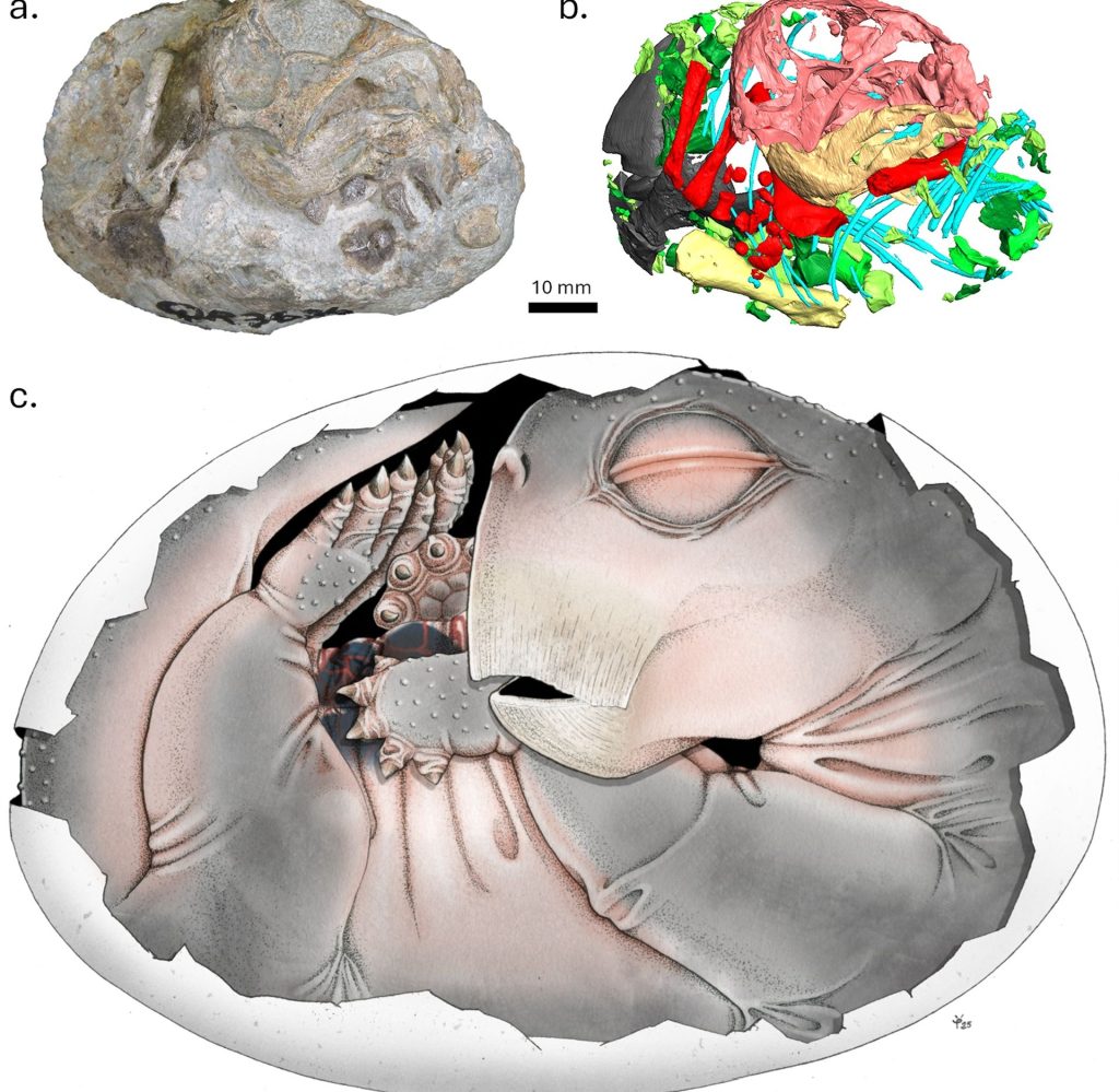 Strămoșii mamiferelor, secrete dezvăluite: primele dovezi că depuneau ouă!