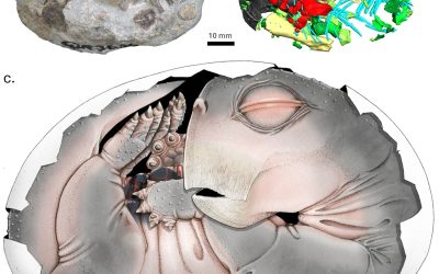 Strămoșii mamiferelor, secrete dezvăluite: primele dovezi că depuneau ouă!