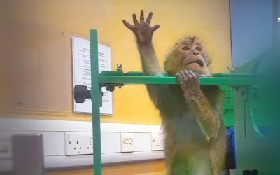 Imagini ȘOC despre teste pe animale: Apeluri URGENTE pentru oprire!