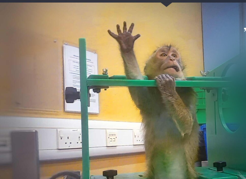 Imagini ȘOC despre teste pe animale: Apeluri URGENTE pentru oprire!