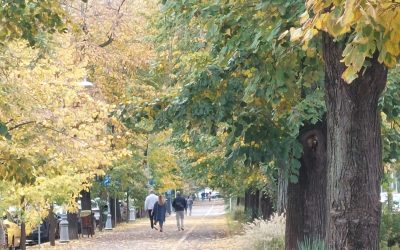 Declic cere: Parcul Donald Trump, rebotezat Maria Cuțarida-Crătunescu