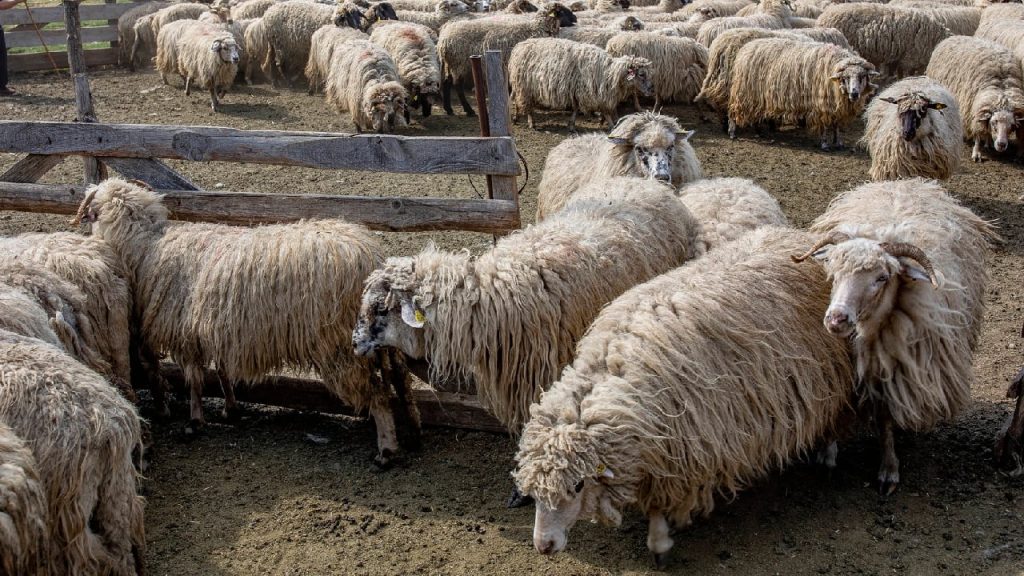 Statul, bun de plată: 182 milioane lei pentru fabrica de lână din Făgețelu, Olt