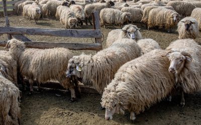 Statul, bun de plată: 182 milioane lei pentru fabrica de lână din Făgețelu, Olt