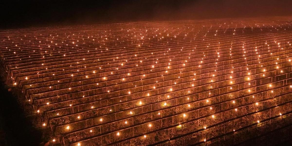 Fermă din Cluj, soluție extremă anti-îngheț: A dat foc la 40.000 de euro