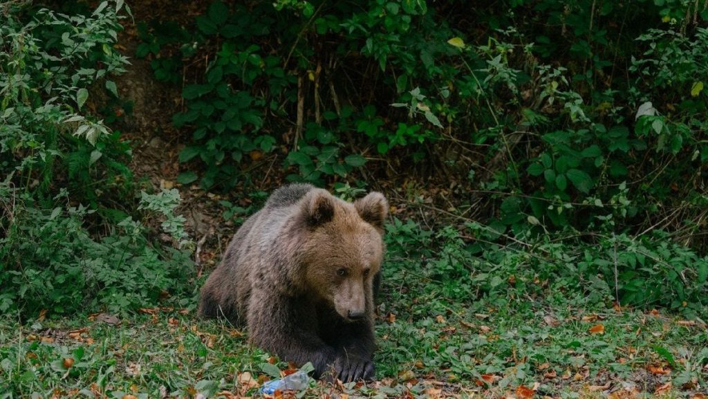 Urs brun din Brașov, împușcat ilegal: Ce riscă vânătorii cu termoviziune