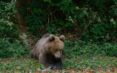Urs brun din Brașov, împușcat ilegal: Ce riscă vânătorii cu termoviziune
