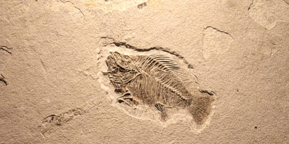 viata-fosile-shutter_Descopera-scaled.jpg - StiriAlese