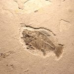 viata-fosile-shutter_Descopera-scaled.jpg - StiriAlese