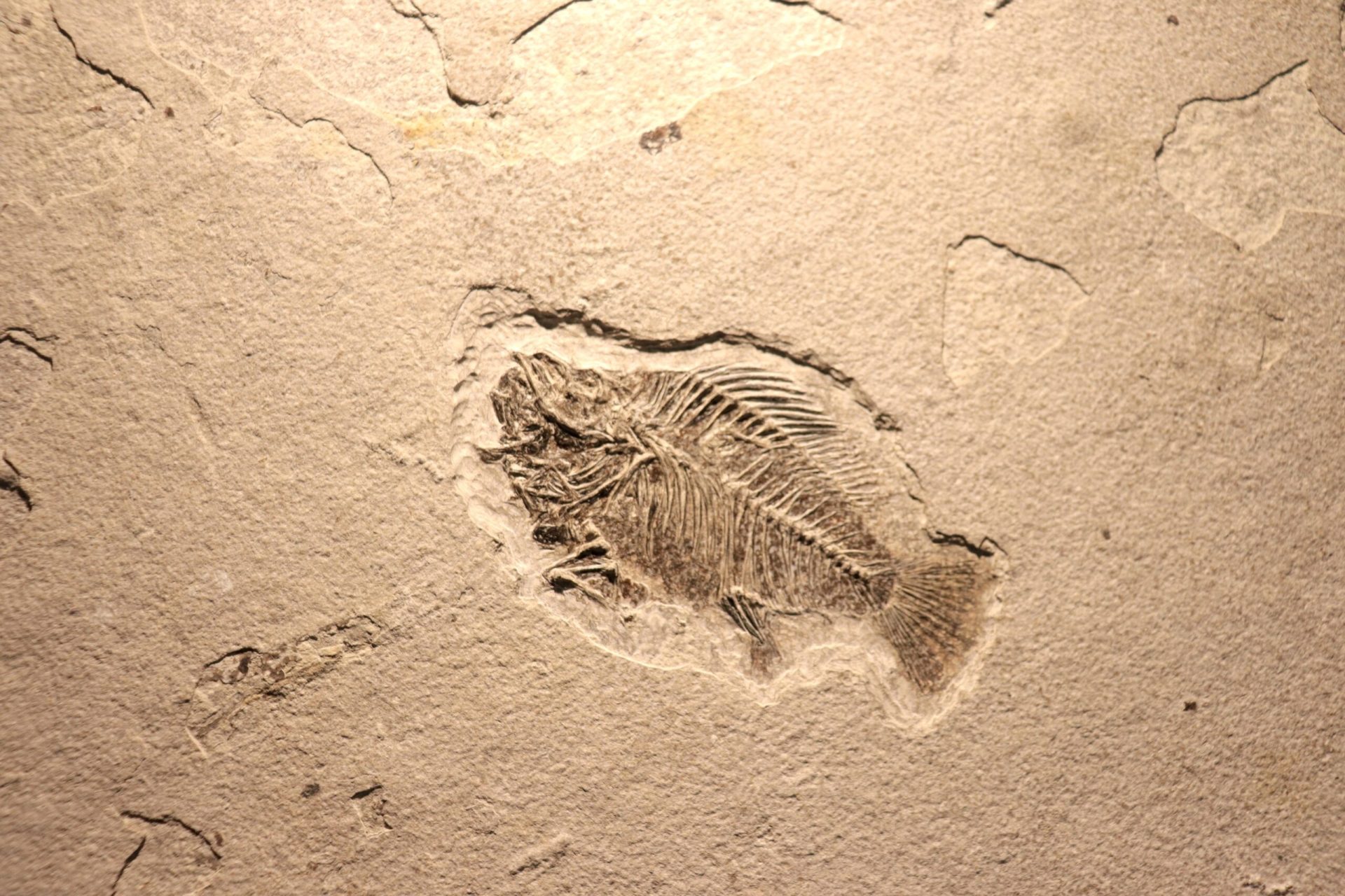 Odescoperire recentă a fosilelor din provincia chineză Yunnan a adus în atenția comunității științifice unele dintre cele mai vechi exemple de organisme complexe, oferindu-ne prima imagine reală asupra tranziției de la viața simplă la forme mai evoluate de animale