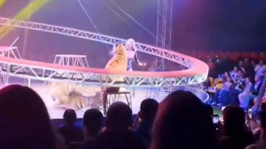 Tigru scăpat din cușcă, panică într-un circ din Rusia: S-a rupt plasa de siguranță