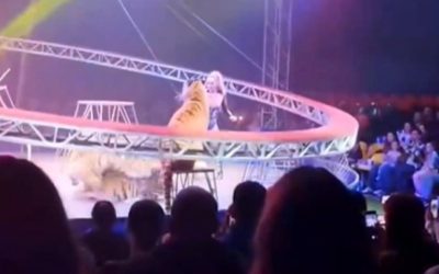 Tigru scăpat din cușcă, panică într-un circ din Rusia: S-a rupt plasa de siguranță