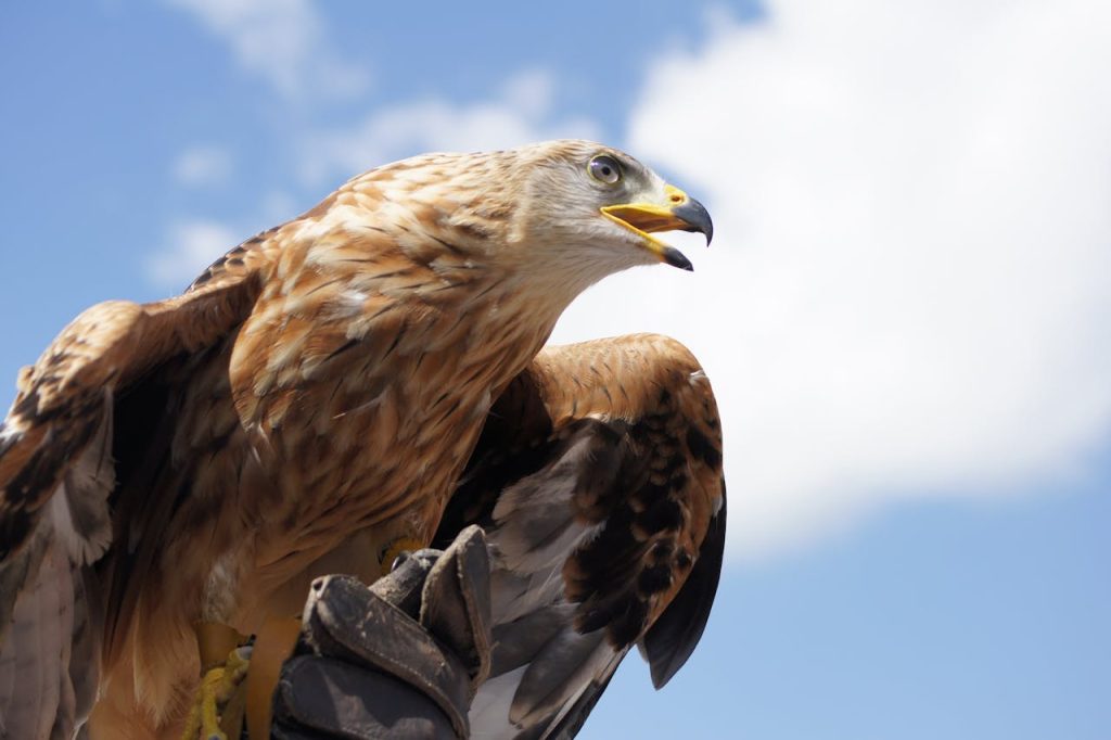 Vulturii aurii, gata să revină în Anglia după 150 de ani