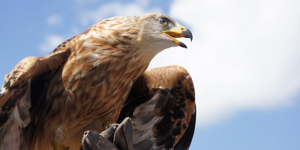 Vulturii aurii, gata să revină în Anglia după 150 de ani