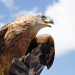 Vulturii aurii, gata să revină în Anglia după 150 de ani