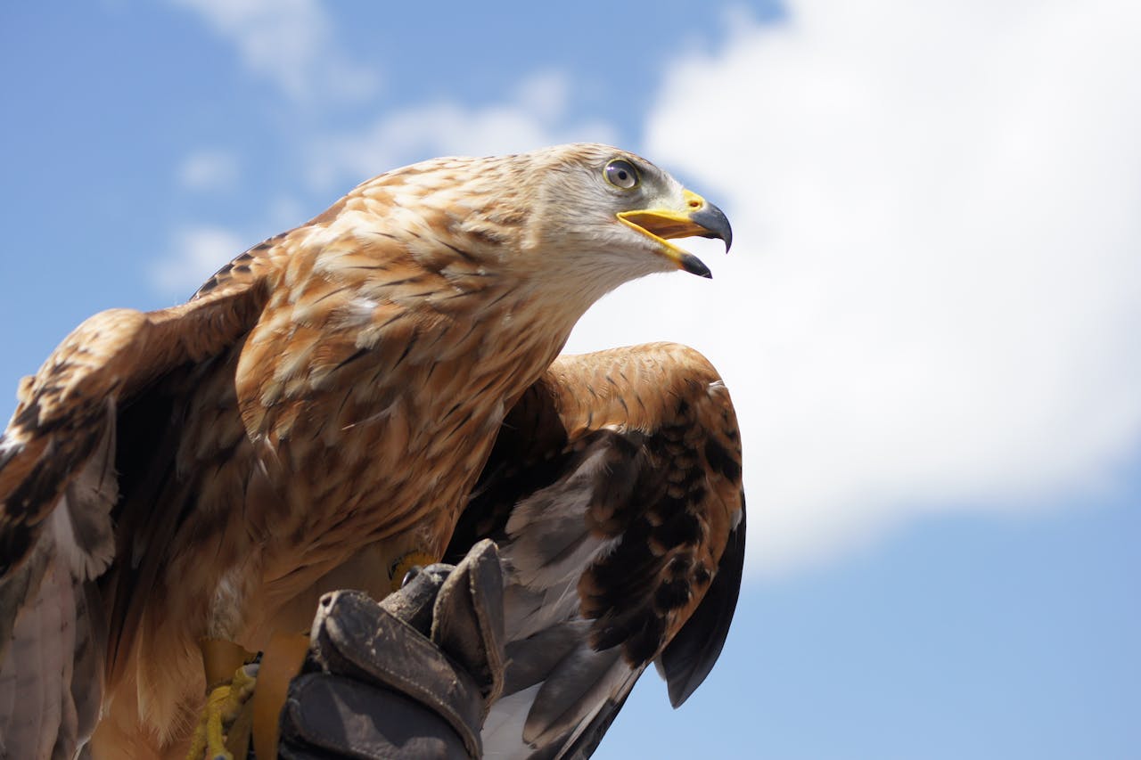 Vulturii aurii, gata să revină în Anglia după 150 de ani
