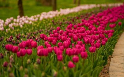 Simfonia Lalelelor în Pitești: Artiști de Top, Sport și Cultură! FOTO