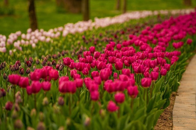 Simfonia Lalelelor în Pitești: Artiști de Top, Sport și Cultură! FOTO