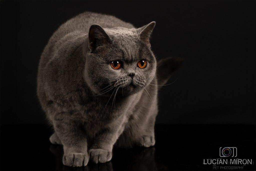 Kira Kiralina, pisicuța din România, cucerește Scandinavia