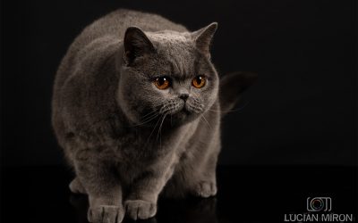 Kira Kiralina, pisicuța din România, cucerește Scandinavia