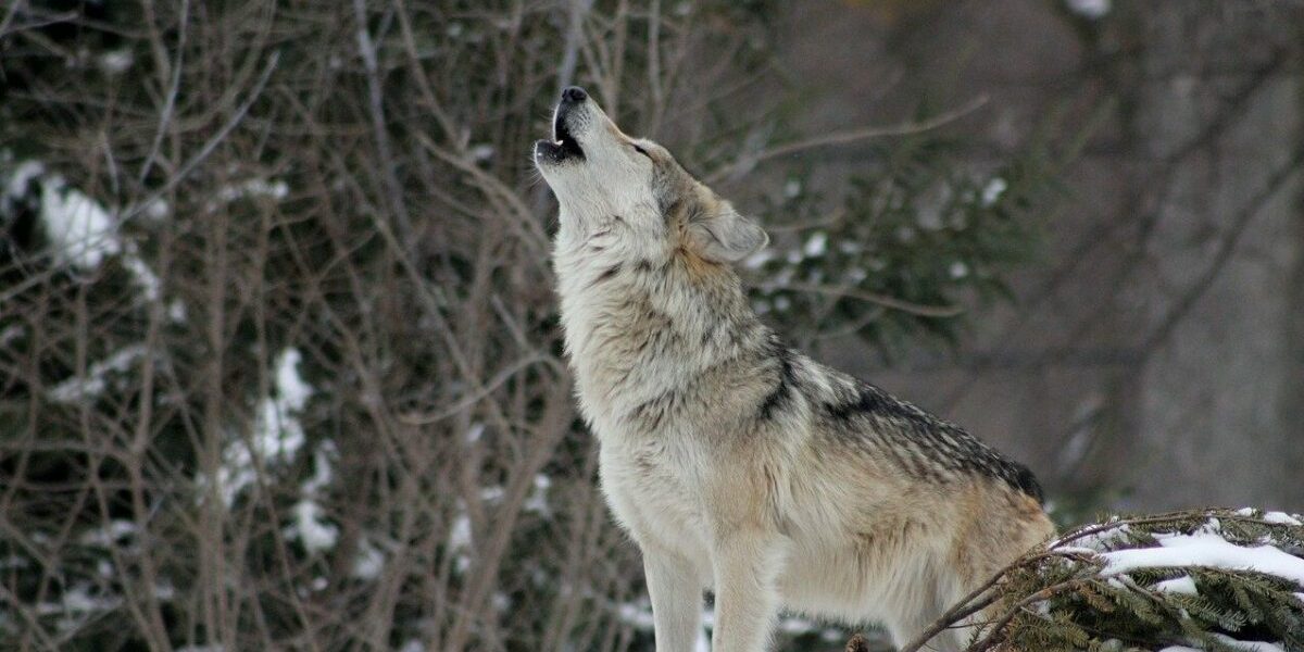 wolf-g78cf62d28_1280-e1673363293135.jpg - StiriAlese