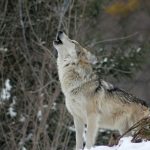 wolf-g78cf62d28_1280-e1673363293135.jpg - StiriAlese