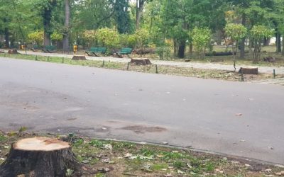 Bucureștenii decid viitorul Parcului Herăstrău: Cum îl vor după restaurare