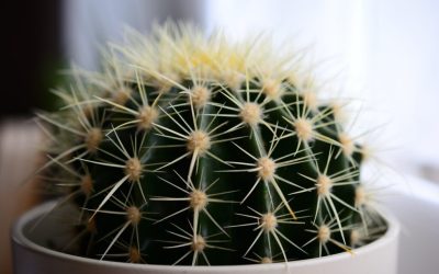 Unde-ți pui cactusul în casă: Secrete pentru avere, dezvăluite!