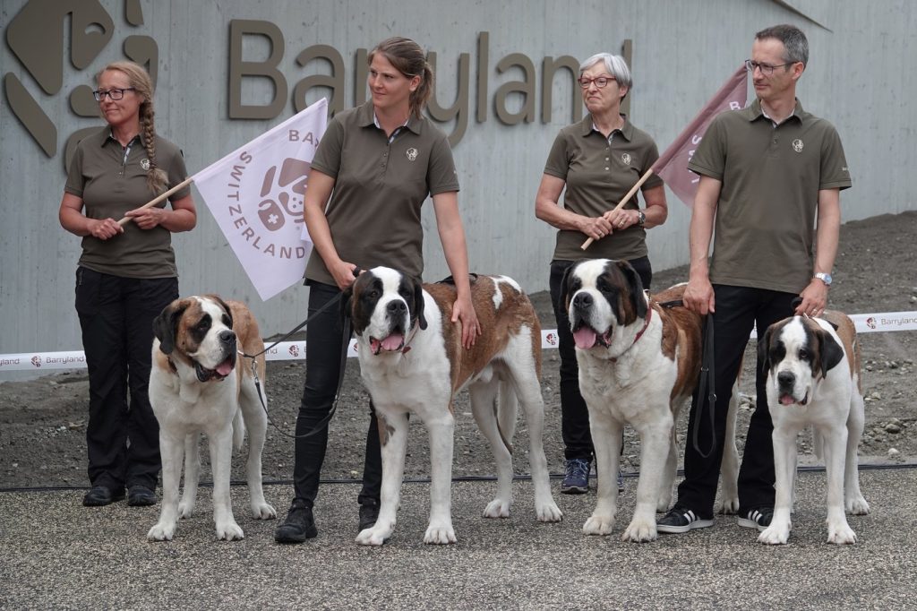 Saint Bernard, eroi elvețieni în Alpi: Istoria lor trăiește la muzeu