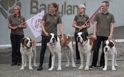 Saint Bernard, eroi elvețieni în Alpi: Istoria lor trăiește la muzeu