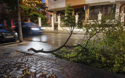 Copaci doborâți de vijelie în București: 101 afectați