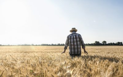 Vest: Fermierii, renunță la cereale din cauza secetei, trec la alte culturi