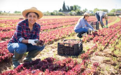 Cooperatives agricole, record istoric: 2 miliarde lei afaceri, profit la toate