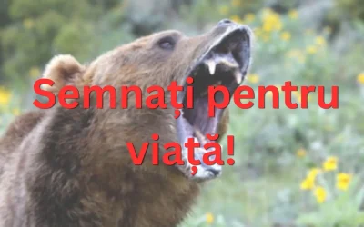 Urși în număr mare, România cere ajutor