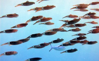 Oceanele, în fierbere: August, luna recordelor de căldură