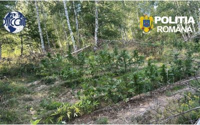 Covasna: Cultură de canabis, mii de plante, prinsă în pădure